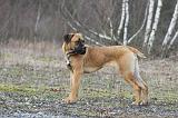 CANE CORSO 717